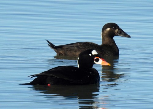 Surf Scoter