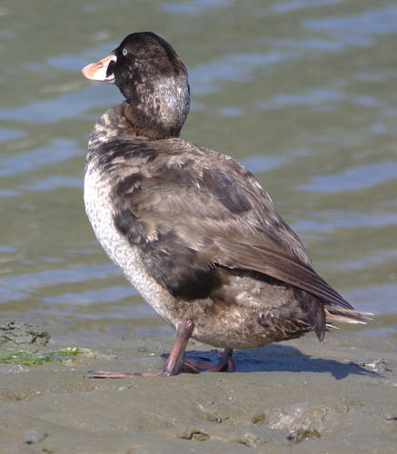 Surf Scoter