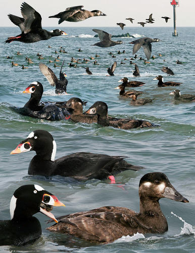Surf Scoter