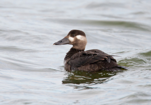 Surf Scoter