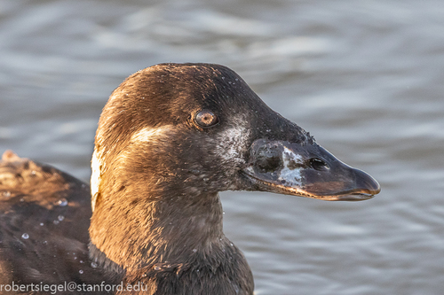 Surf Scoter