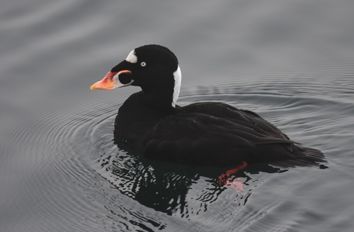 Surf Scoter