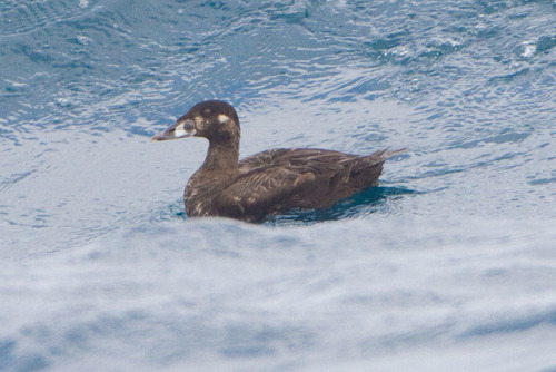 Surf Scoter
