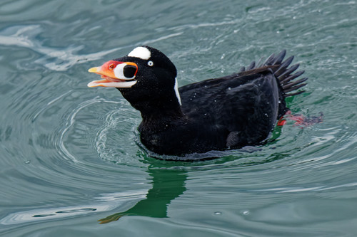Surf Scoter