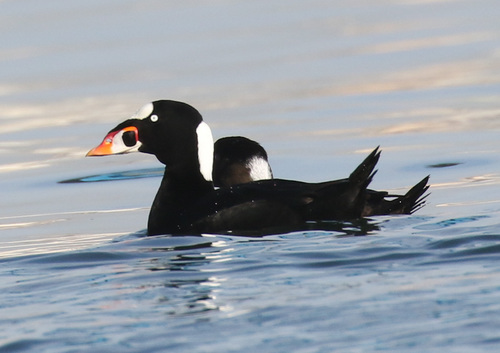 Surf Scoter