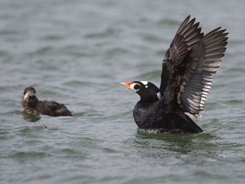 Surf Scoter