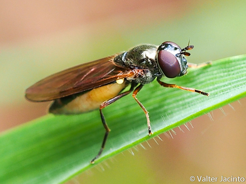 Melanostoma