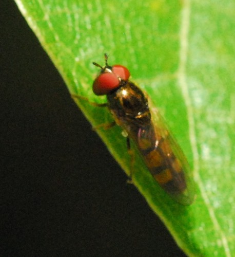 Melanostoma