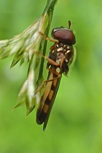Melanostoma