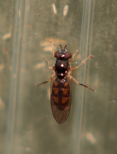 Melanostoma
