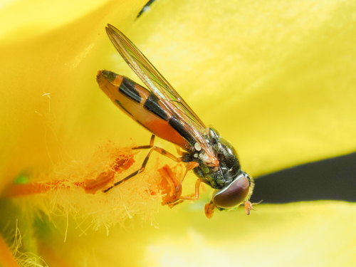 Melanostoma