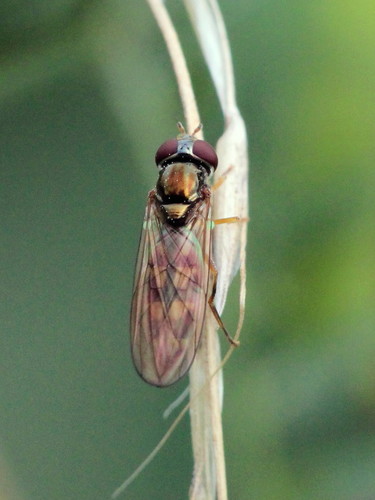 Melanostoma
