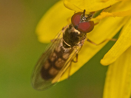 Melanostoma