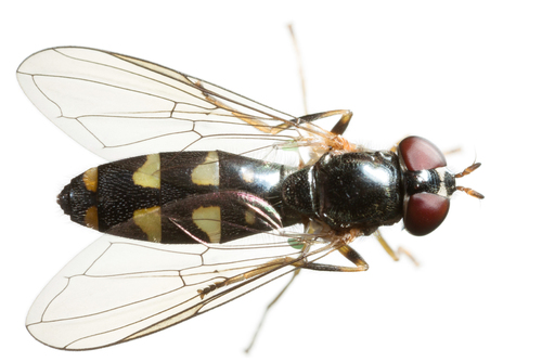 Melanostoma