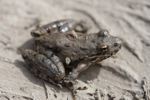 Blanchard's Cricket Frog