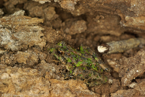Blanchard's Cricket Frog