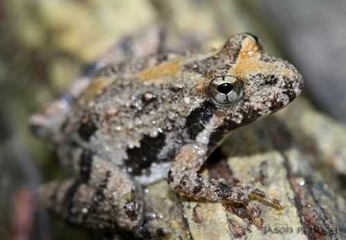 Blanchard's Cricket Frog