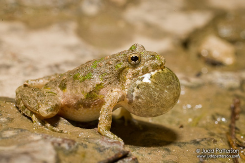 Blanchard's Cricket Frog