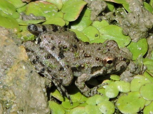 Blanchard's Cricket Frog