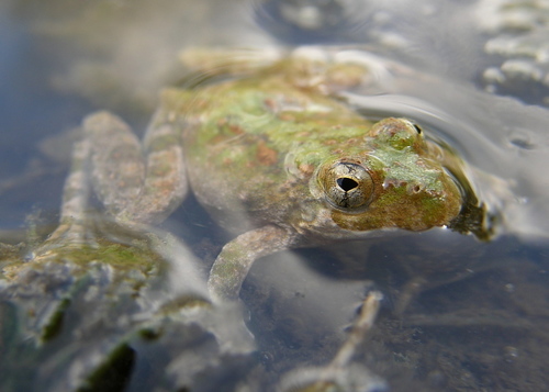 Blanchard's Cricket Frog