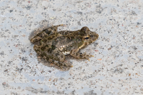 Blanchard's Cricket Frog