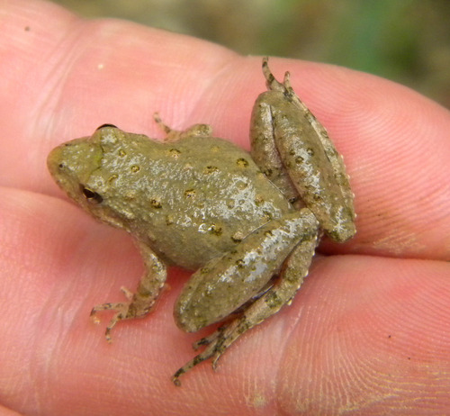 Blanchard's Cricket Frog