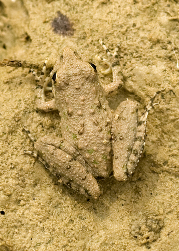 Blanchard's Cricket Frog