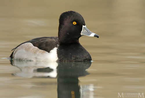 Ring-necked Duck