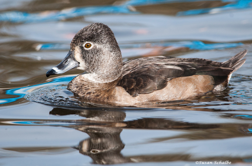 Ring-necked Duck