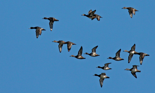 Ring-necked Duck