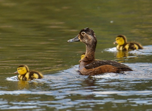 Ring-necked Duck