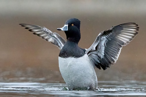 Ring-necked Duck