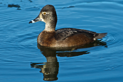 Ring-necked Duck