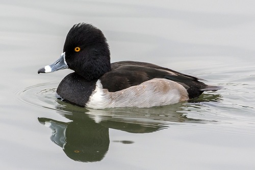 Ring-necked Duck