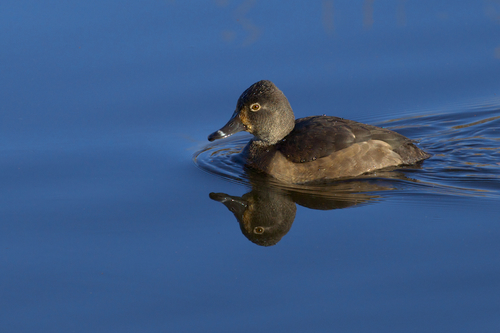 Ring-necked Duck