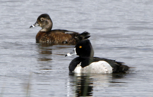Ring-necked Duck