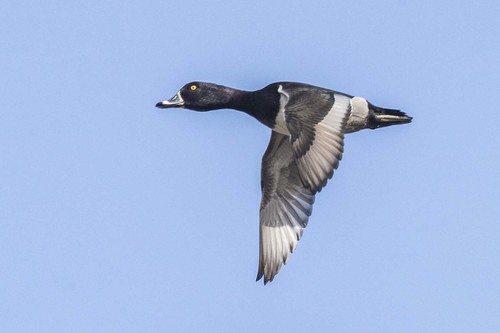 Ring-necked Duck