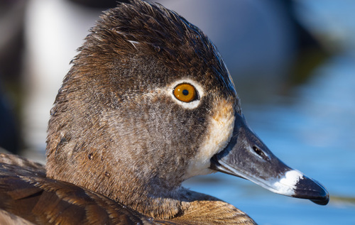 Ring-necked Duck