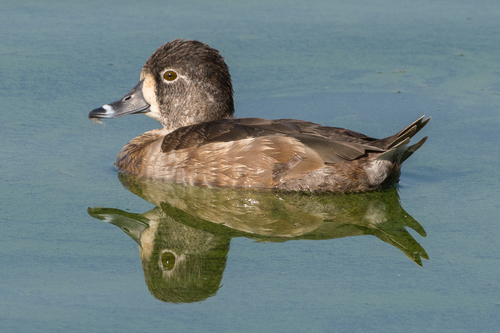 Ring-necked Duck