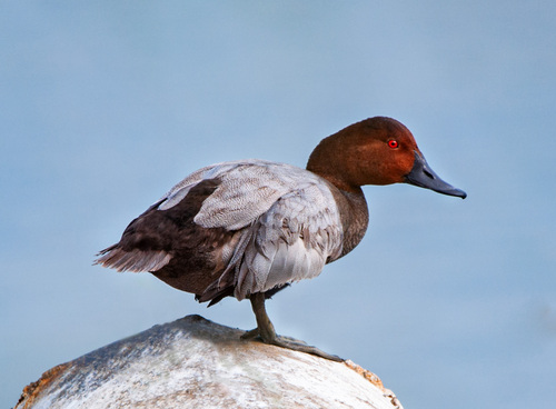 Common Pochard