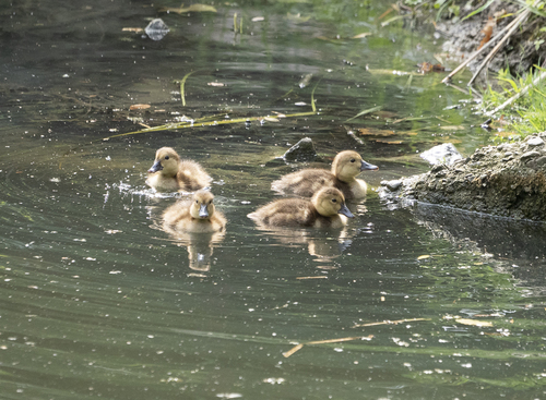 Common Pochard