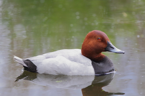 Common Pochard