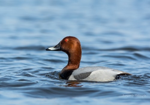 Common Pochard