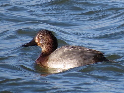 Common Pochard