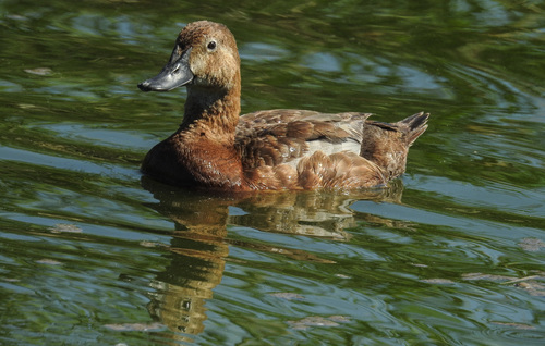 Common Pochard