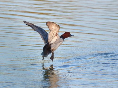 Common Pochard