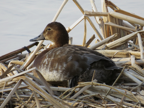 Common Pochard