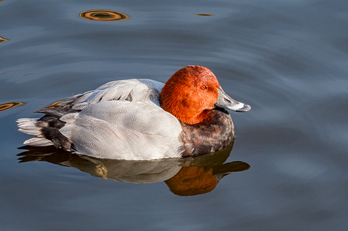 Common Pochard