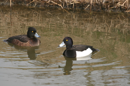 Tufted Duck