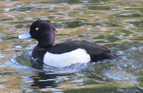 Tufted Duck